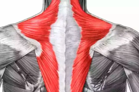El curioso significado del músculo Tello y su conexión con el trapecio