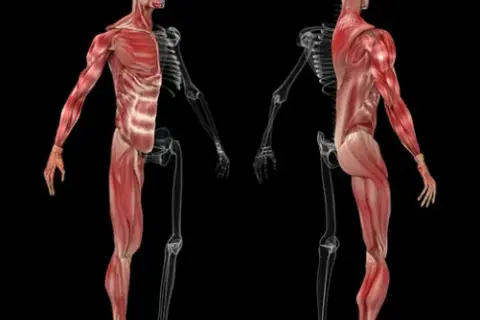 ¿Cuántos músculos hay en el cuerpo humano? Sorprendentes datos revelados