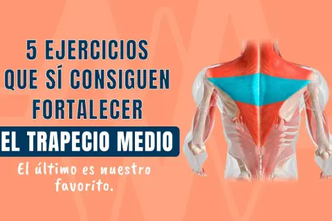 Ejercicios para fortalecer el músculo trapecio y evitar lesiones