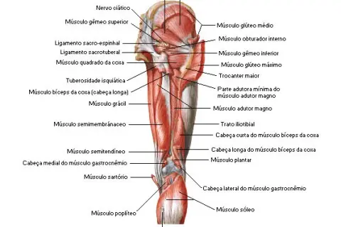 Los músculos cadera lateral: funciones, ejercicios y lesiones comunes
