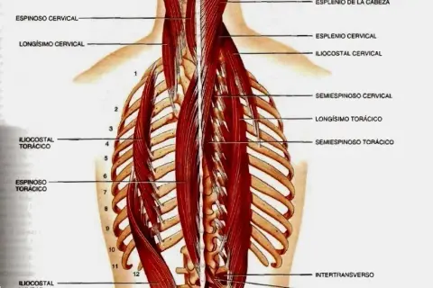 Todo sobre los músculos dorsales: anatomía, funciones y ejercicios esenciales