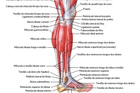 Todo sobre los músculos de la pierna: funciones y anatomía detallada
