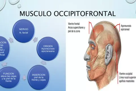 Todo lo que necesitas saber sobre el músculo frontal y su función