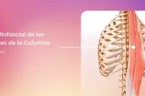 Músculos erector de la columna: su importancia para la salud lumbar