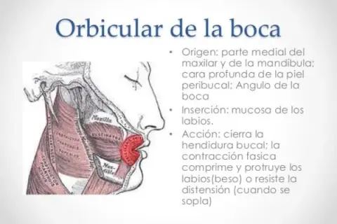 Conoce los músculos orbicular de la boca y su importancia en la expresión