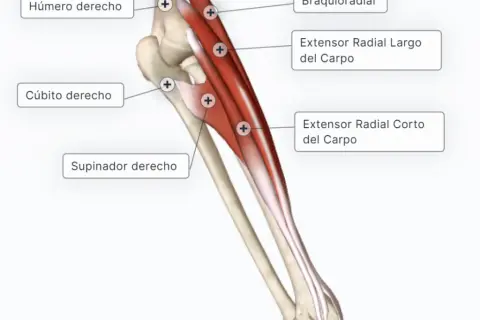 Todo sobre los músculos del antebrazo: funciones y clasificación esenciales