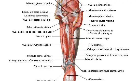 Los músculos cadera lateral: funciones, ejercicios y lesiones comunes