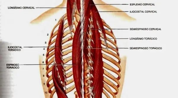 Todo sobre los músculos dorsales: anatomía, funciones y ejercicios esenciales