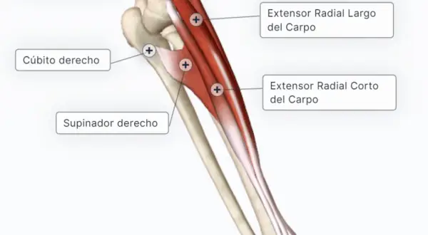 Todo sobre los músculos del antebrazo: funciones y clasificación esenciales